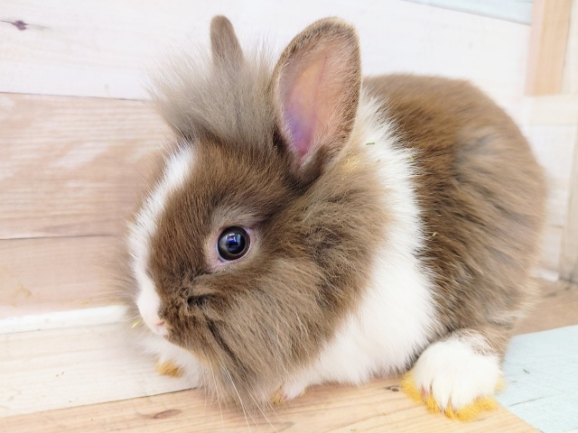 ライオンラビット