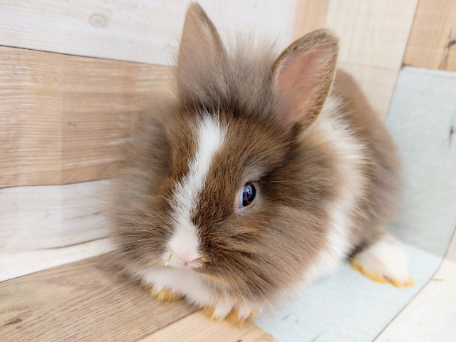 ライオンラビット