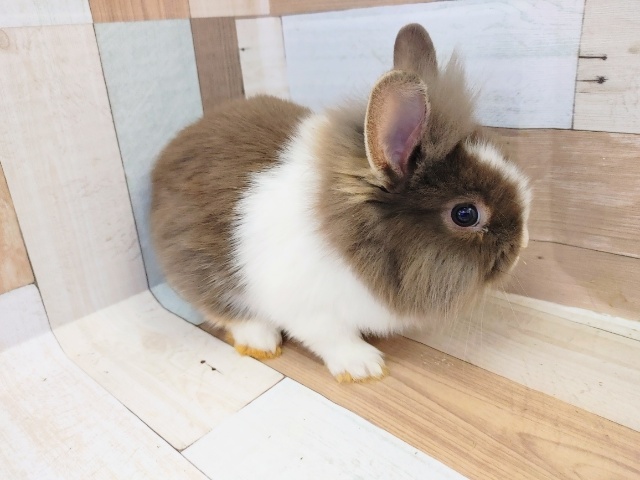 ライオンラビット