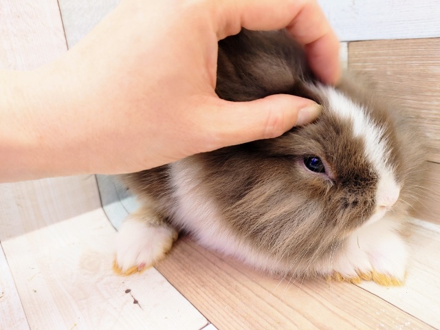 ライオンラビット