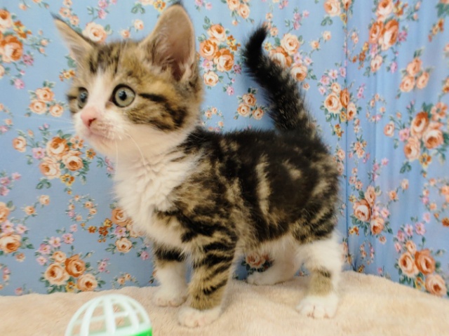 スコティッシュフォールド