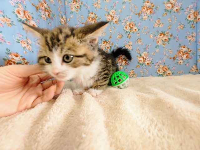 スコティッシュフォールド