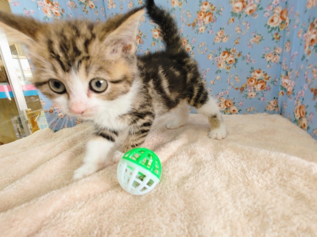 スコティッシュフォールド