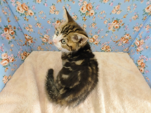 スコティッシュフォールド