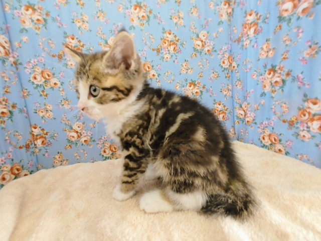 スコティッシュフォールド