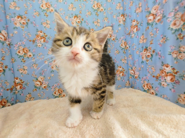 スコティッシュフォールド