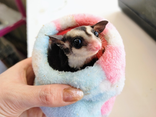 フクロモモンガ