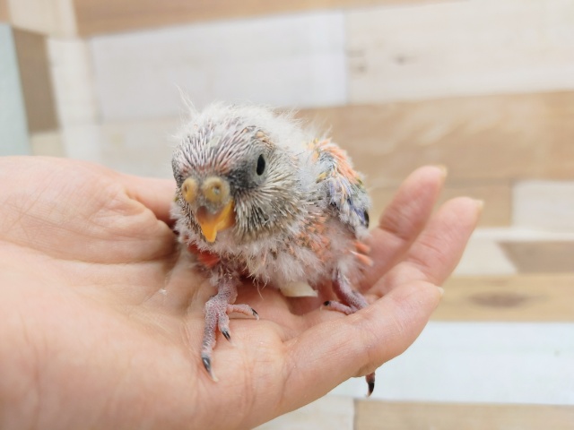 アキクサインコ（秋草インコ）