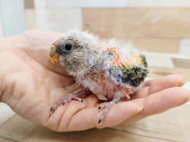 アキクサインコ（秋草インコ）