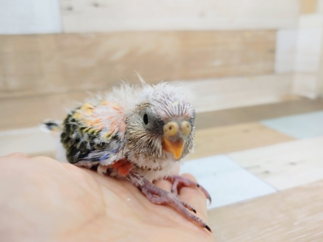 アキクサインコ（秋草インコ）