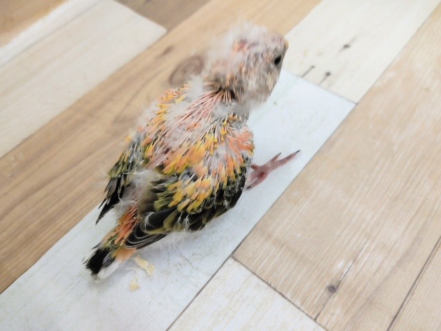 アキクサインコ（秋草インコ）