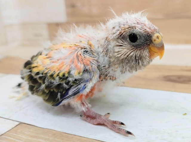 アキクサインコ（秋草インコ）
