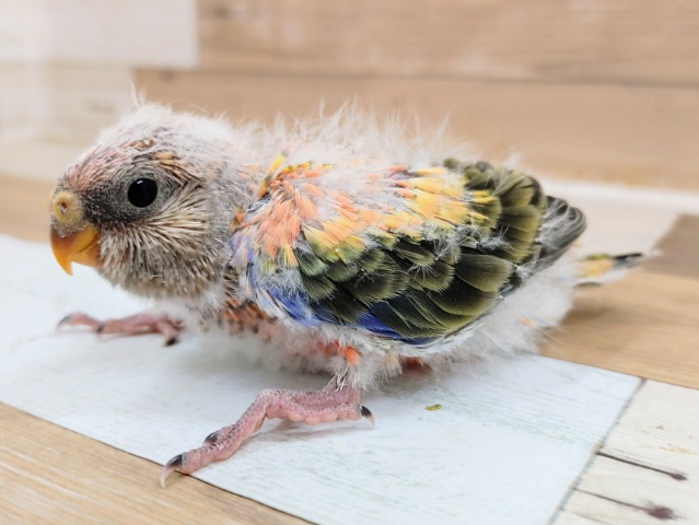 アキクサインコ（秋草インコ）
