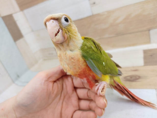 ホオミドリウロコインコ