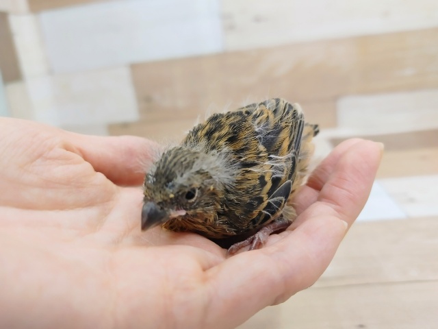 ブロンズカナリア