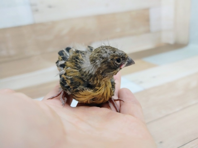 ブロンズカナリア