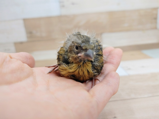 ブロンズカナリア