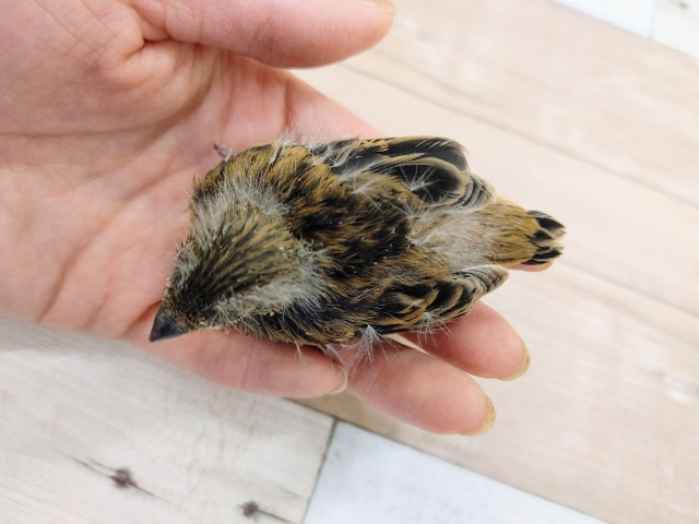 ブロンズカナリア