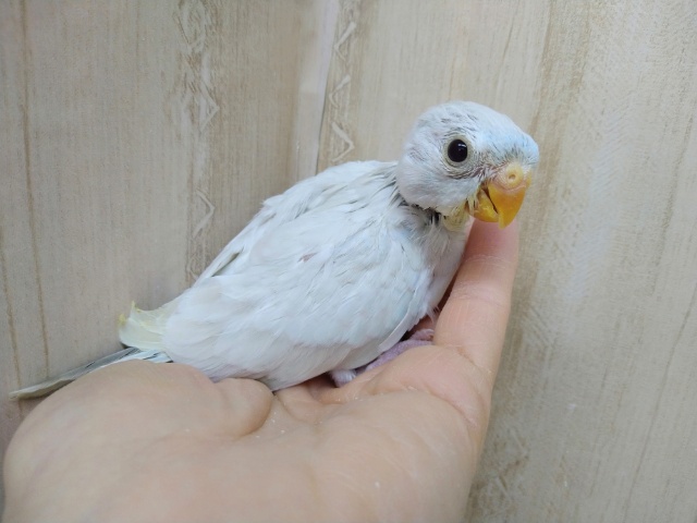 ビセイインコ（美声インコ）