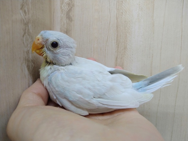 ビセイインコ（美声インコ）