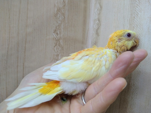 ビセイインコ（美声インコ）