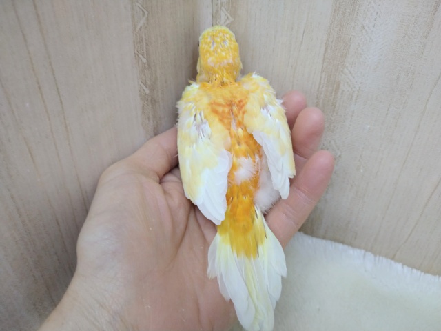 ビセイインコ（美声インコ）