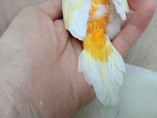 ビセイインコ（美声インコ）