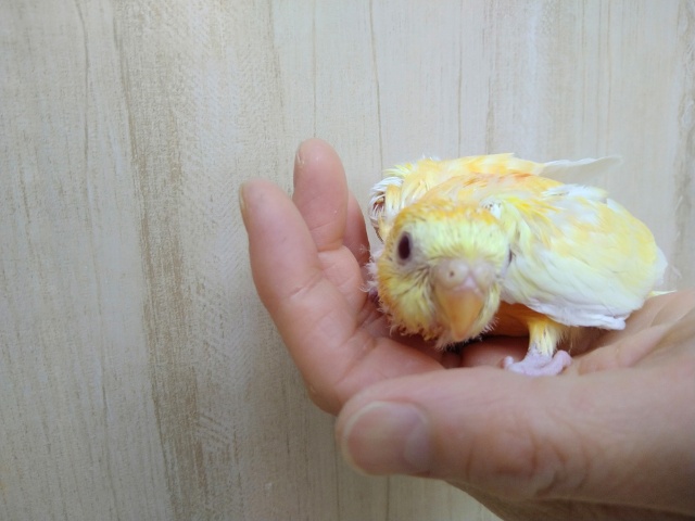 ビセイインコ（美声インコ）