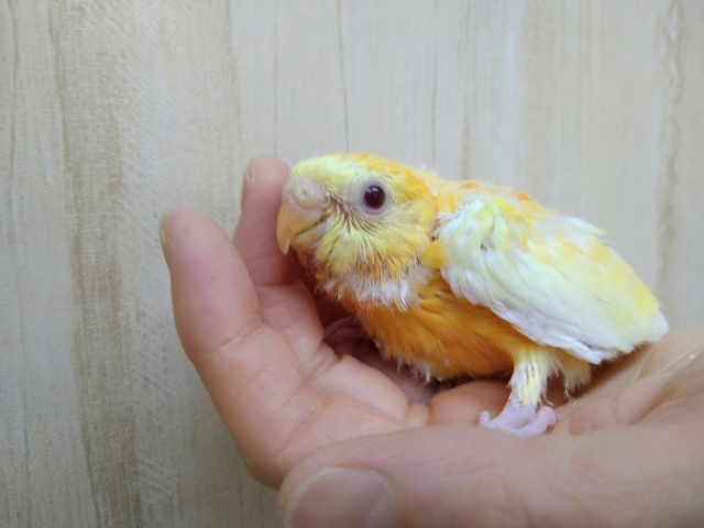 ビセイインコ（美声インコ）