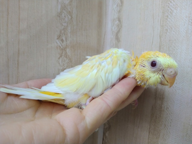 ビセイインコ（美声インコ）