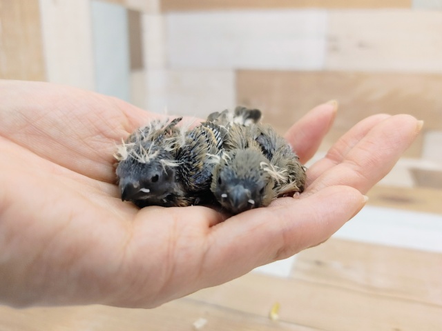 錦花鳥（キンカチョウ）