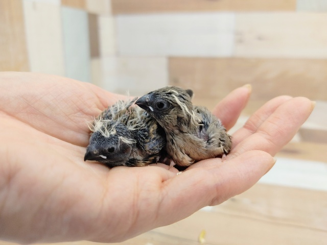 錦花鳥（キンカチョウ）