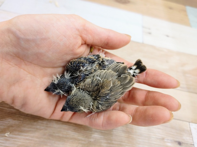 錦花鳥（キンカチョウ）