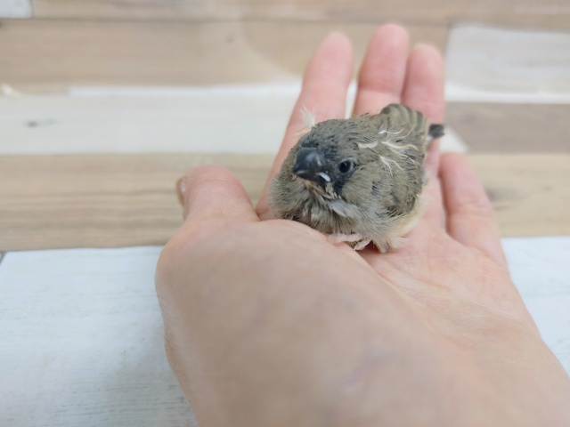 錦花鳥（キンカチョウ）