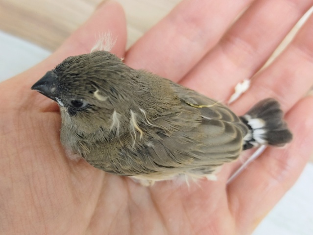 錦花鳥（キンカチョウ）