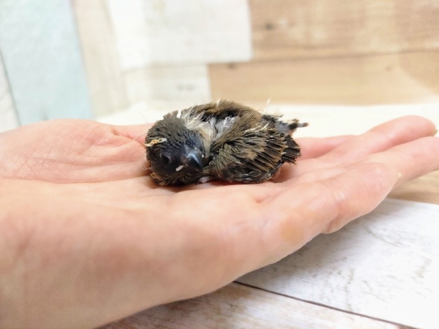 錦花鳥（キンカチョウ）