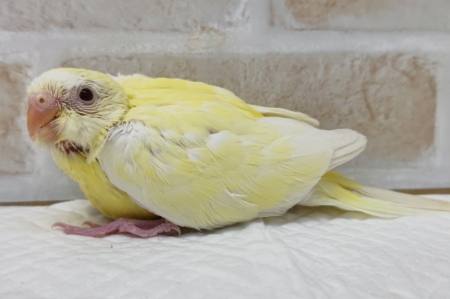 ビセイインコ（美声インコ）