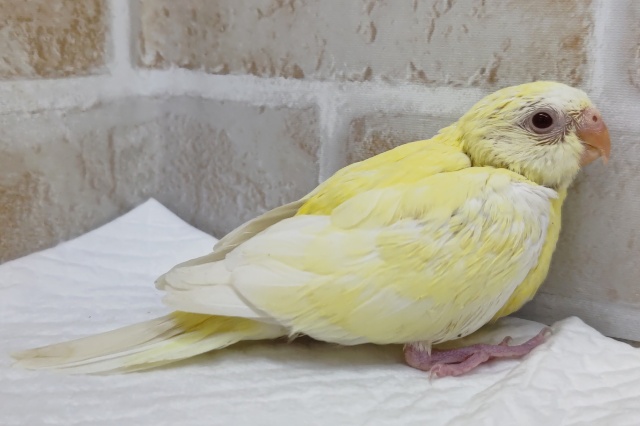 ビセイインコ（美声インコ）