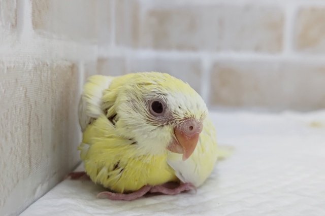 ビセイインコ（美声インコ）