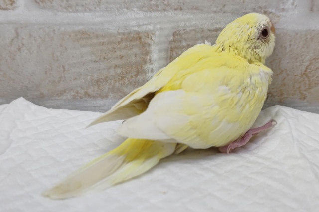 ビセイインコ（美声インコ）