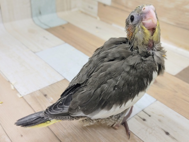 オカメインコ