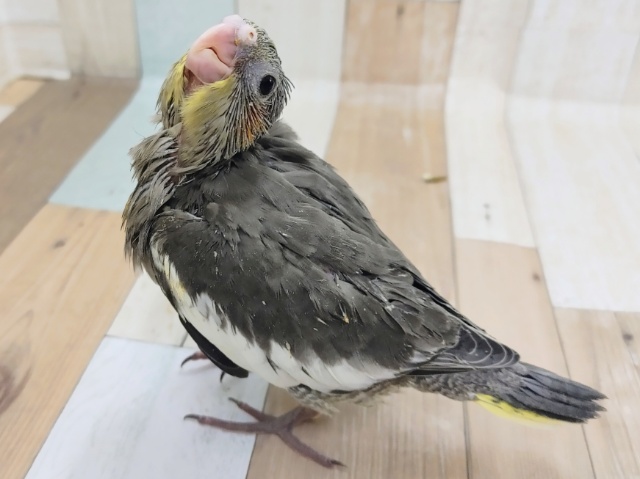オカメインコ