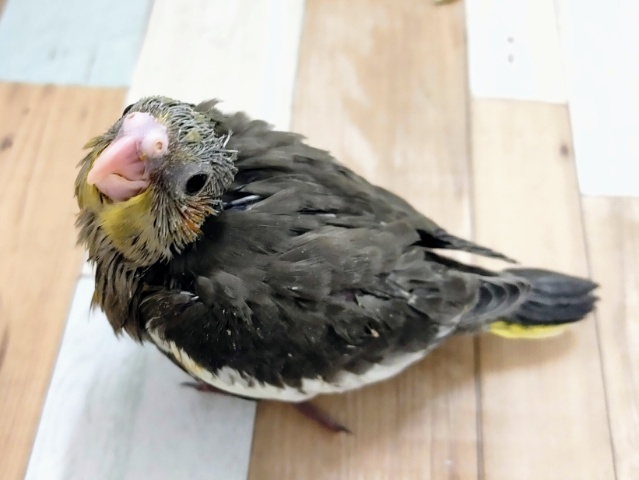 オカメインコ