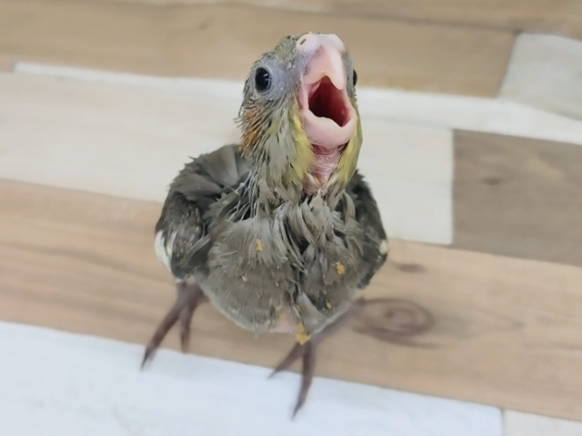オカメインコ