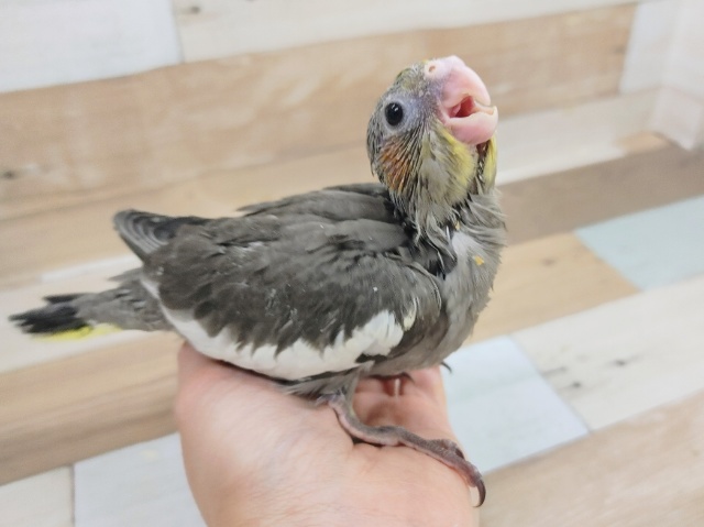 オカメインコ