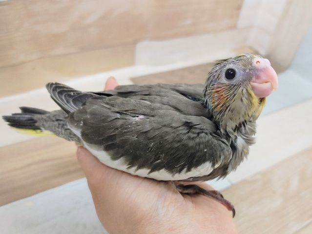 オカメインコ