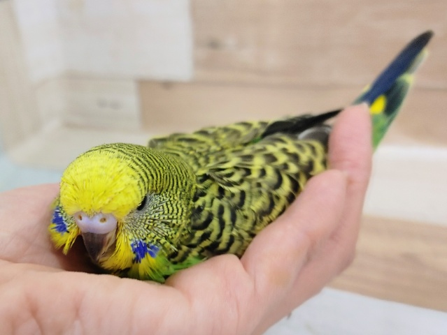 ジャンボセキセイインコ