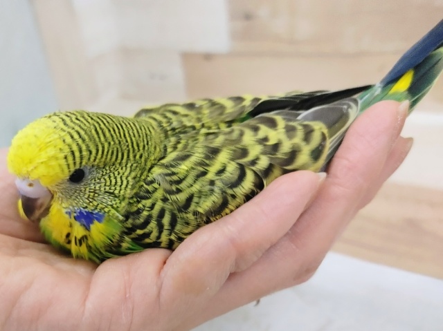 ジャンボセキセイインコ