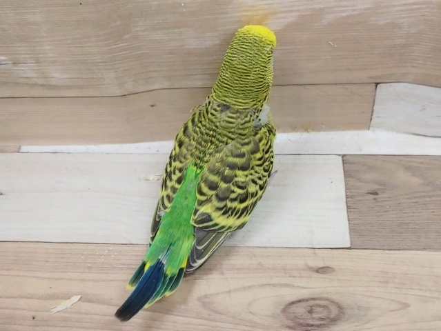 ジャンボセキセイインコ