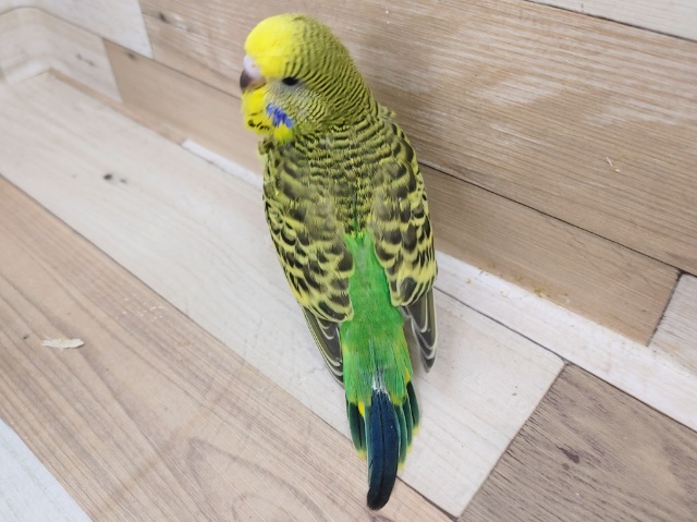 ジャンボセキセイインコ